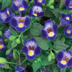 Torenia 'Midnight Blue'