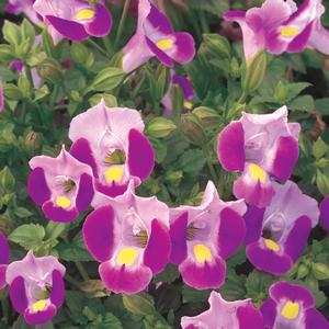 Torenia 'Pink'