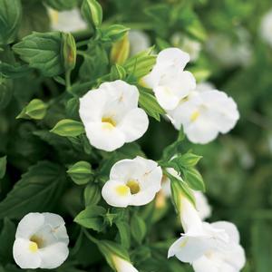 Torenia 'White Linen'