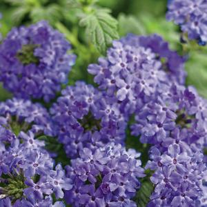 Verbena 'Chambray'