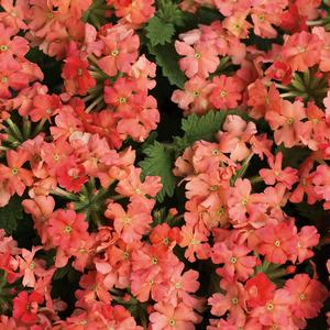 Verbena 'Peachy Keen'