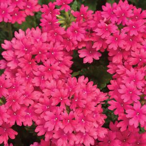 Verbena 'Raspberry'