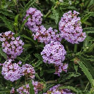 Verbena bonariensis 'Meteor Shower'