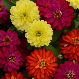 Zinnia marylandica 'Brilliant Mixture'