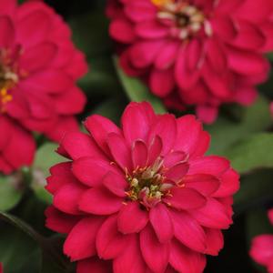 Zinnia marylandica 'Cherry'