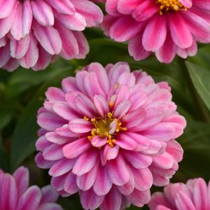 Zinnia marylandica 'Raspberry Ripple'