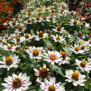 Zinnia marylandica 'Starlight Rose'