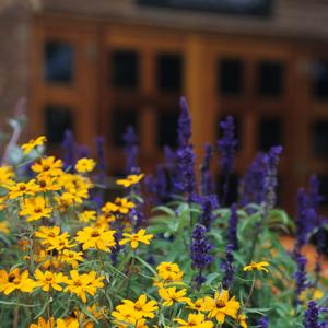 Zinnia angustifolia (linearis) 'Gold'