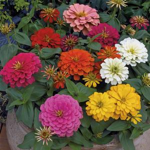 Zinnia elegans 'Mix'