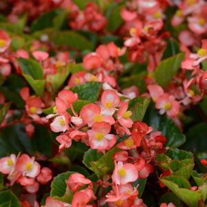 Begonia 'Bicolor'