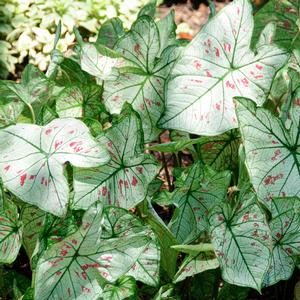 Caladium 'Strawberry Star'