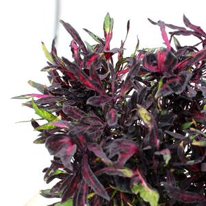 Solenostemon 'Black'