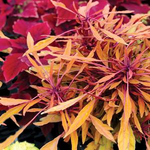 Solenostemon 'Copper'