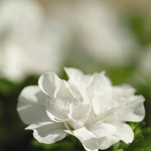 Petunia 'White'