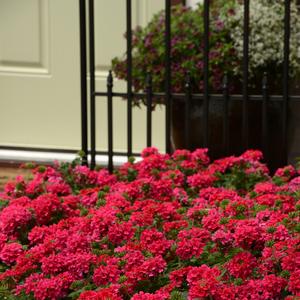 Verbena peruviana 'Hot Pink'