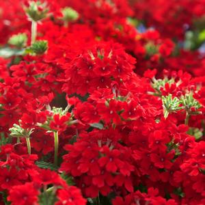 Verbena peruviana 'Red'