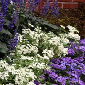 Verbena peruviana 'White'