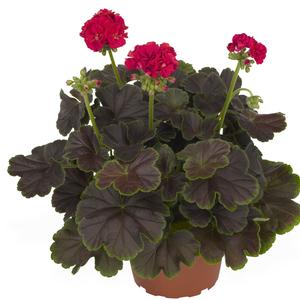 Pelargonium x hortorum 'Brocade Cherry Night'