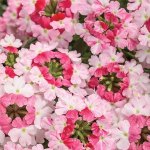 Verbena 'Rose'