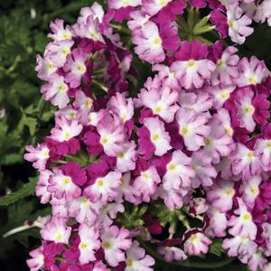 Verbena 'Sparkling Amethyst'