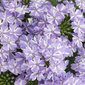 Verbena 'Stormburst'