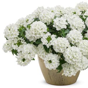 Verbena 'Whiteout'