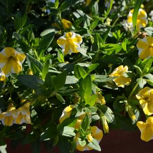 Calibrachoa 'Lemon Slice'