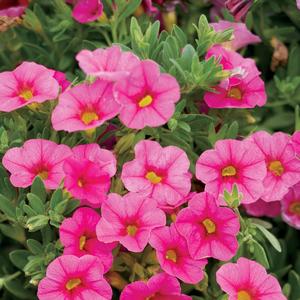 Calibrachoa 'Pink'