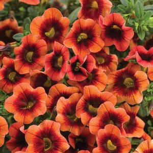 Calibrachoa 'Tangerine Punch'