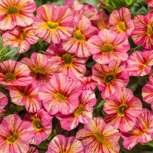 Calibrachoa 'Tropical Sunrise'