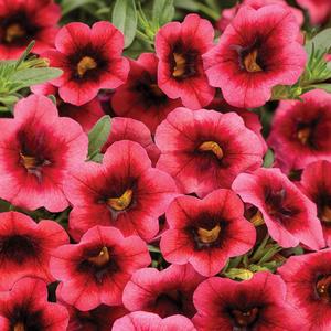 Calibrachoa 'Watermelon Punch'