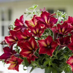 Petunia 'Mandeville'