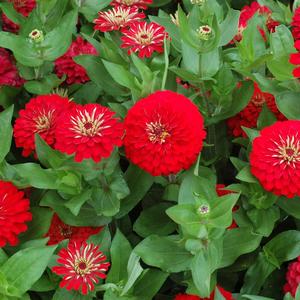 Zinnia 'Red'