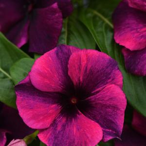 Catharanthus roseus 'Black Cherry'