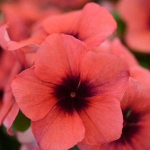 Catharanthus roseus 'Papaya'