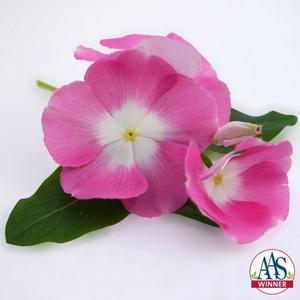 Catharanthus roseus 'Pink Halo'