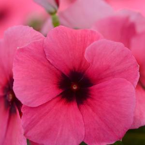 Catharanthus roseus 'Raspberry'