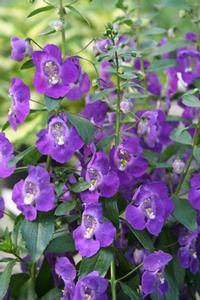 Angelonia angustifolia 'Blue'