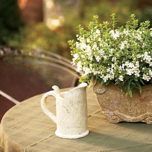 Angelonia angustifolia 'White'