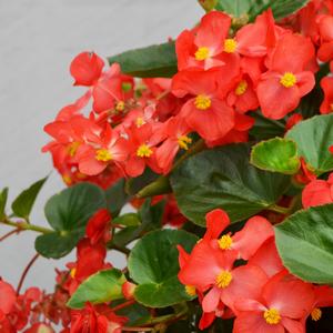 Begonia x benariensis 'Red Bronze Leaf'