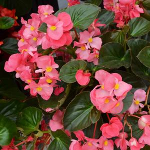 Begonia x benariensis 'Rose Bronze Leaf'