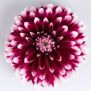 Dahlia 'Grande Cancun'