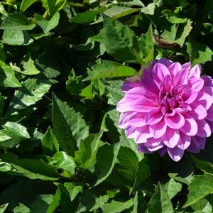 Dahlia 'Lavender'