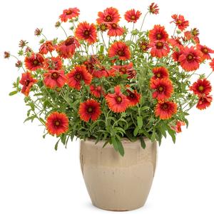 Gaillardia 'Scarlet'