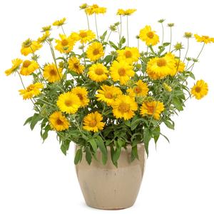 Gaillardia 'Yellow'