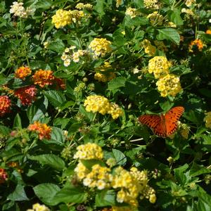 Lantana camara 'Chapel Hill Yellow'