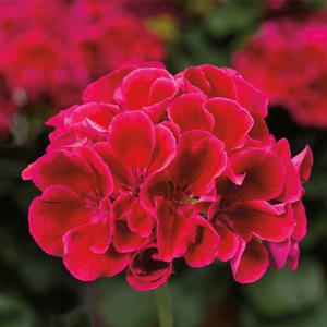 Pelargonium 'Crimson Flame'