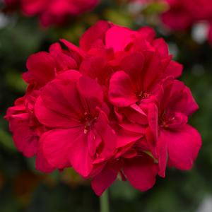 Pelargonium 'Hot Pink'