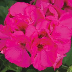 Pelargonium 'Lavender Rose'