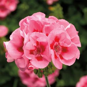 Pelargonium 'Pink Flame'